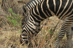 3 Day Kruger Safari