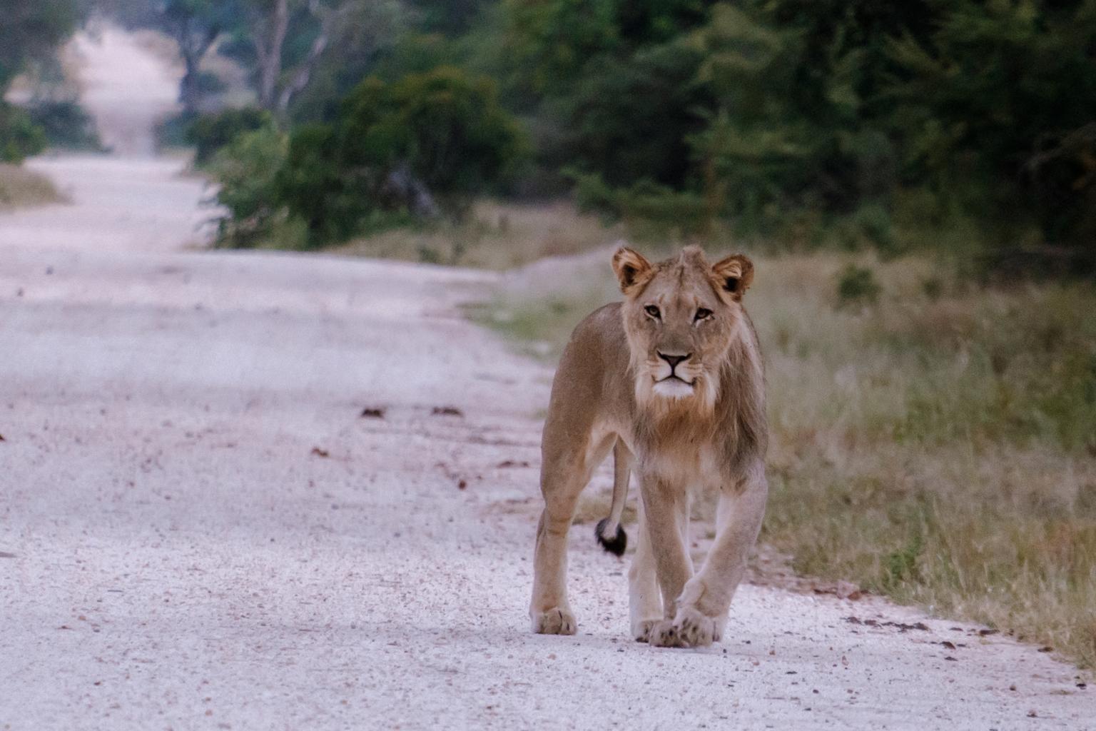 Lion sighting on a Kruger Park safari game drive