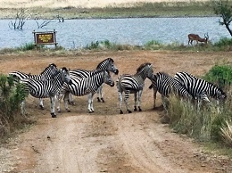 2 Day Pilanesberg Safaris 